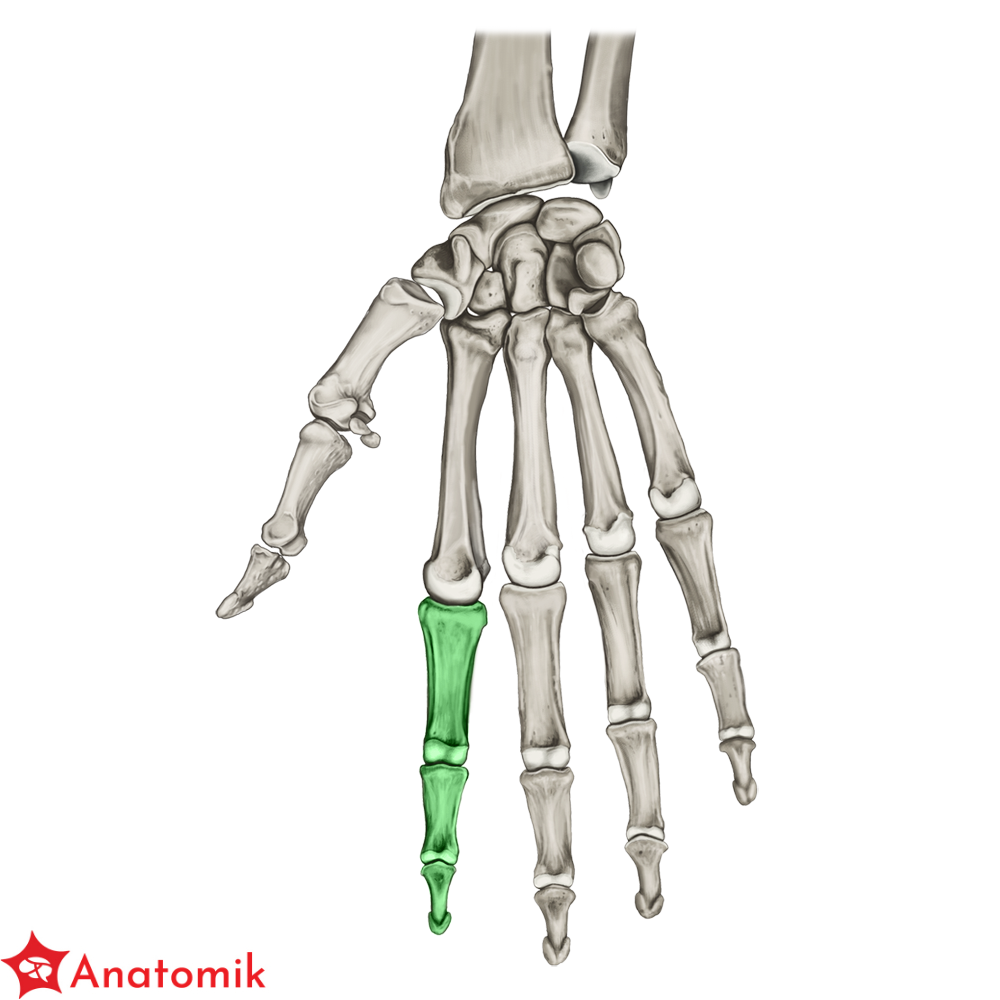 Ko ci Palc w R ki Anatomik pl