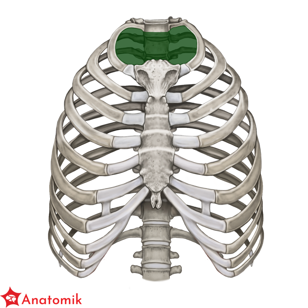 Klatka Piersiowa Szczeg y Anatomik pl