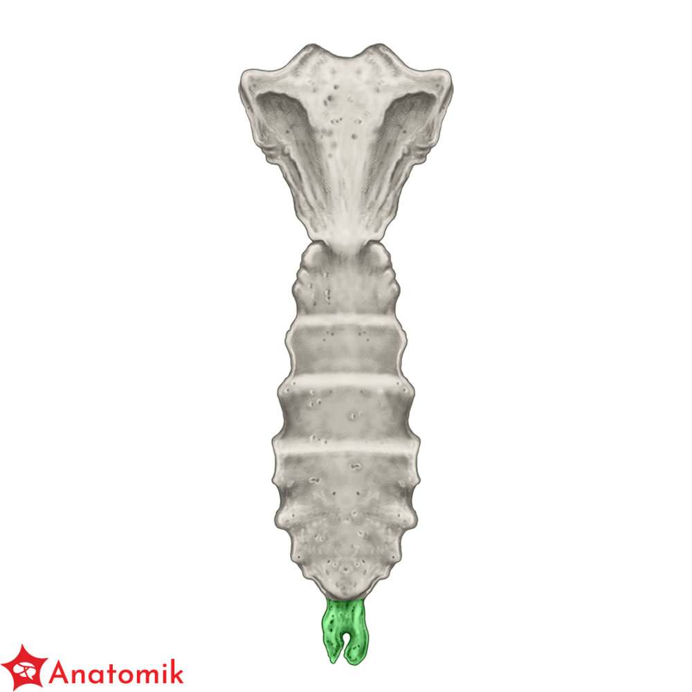 Mostek Anatomik pl